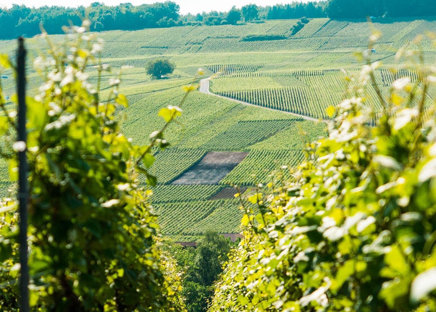 Champagne Tasting Day Trip